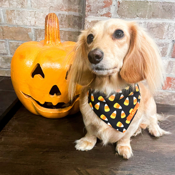 Candy Corn Pet Bandana